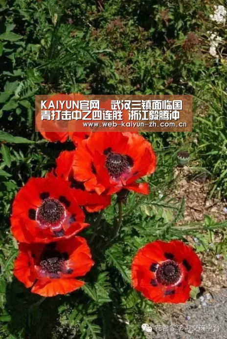 开云赛事