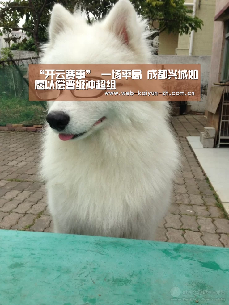 开云赛事